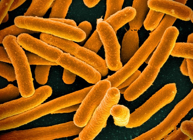 E.-coli-Bacteria