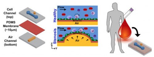 rcj_Heart-on-a-chip