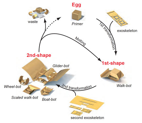 MIT-Primer-metamorphosis-cycle