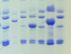 点成分享 | 探索生物学中的电泳